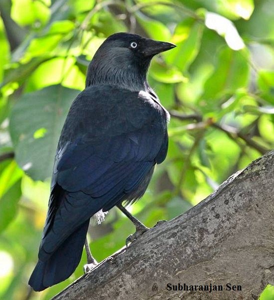 Eurasian Jackdaw - Subharanjan Sen