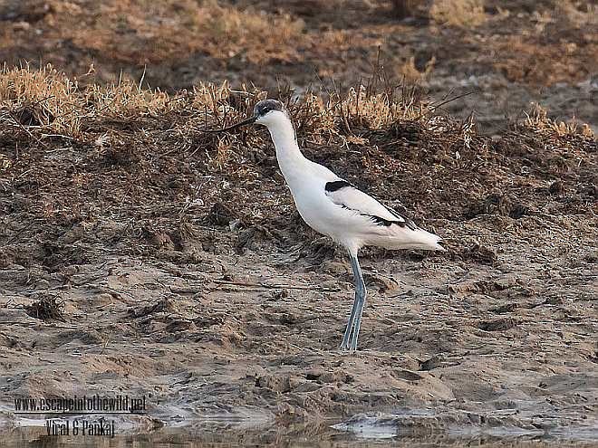 Avocette élégante - ML377754921