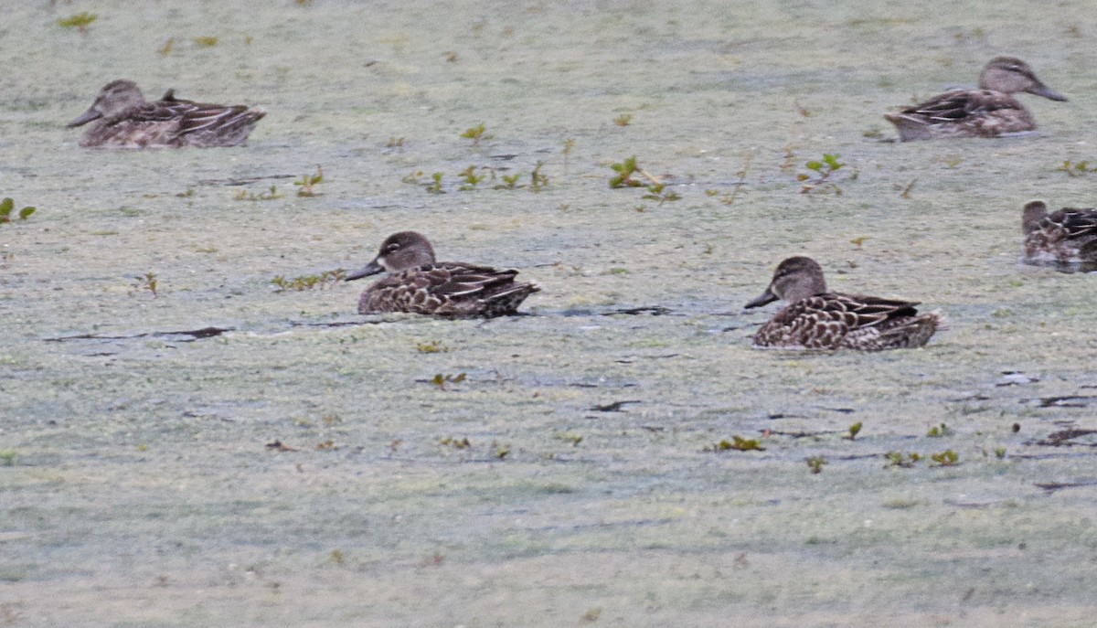 Blue-winged Teal - ML377755291