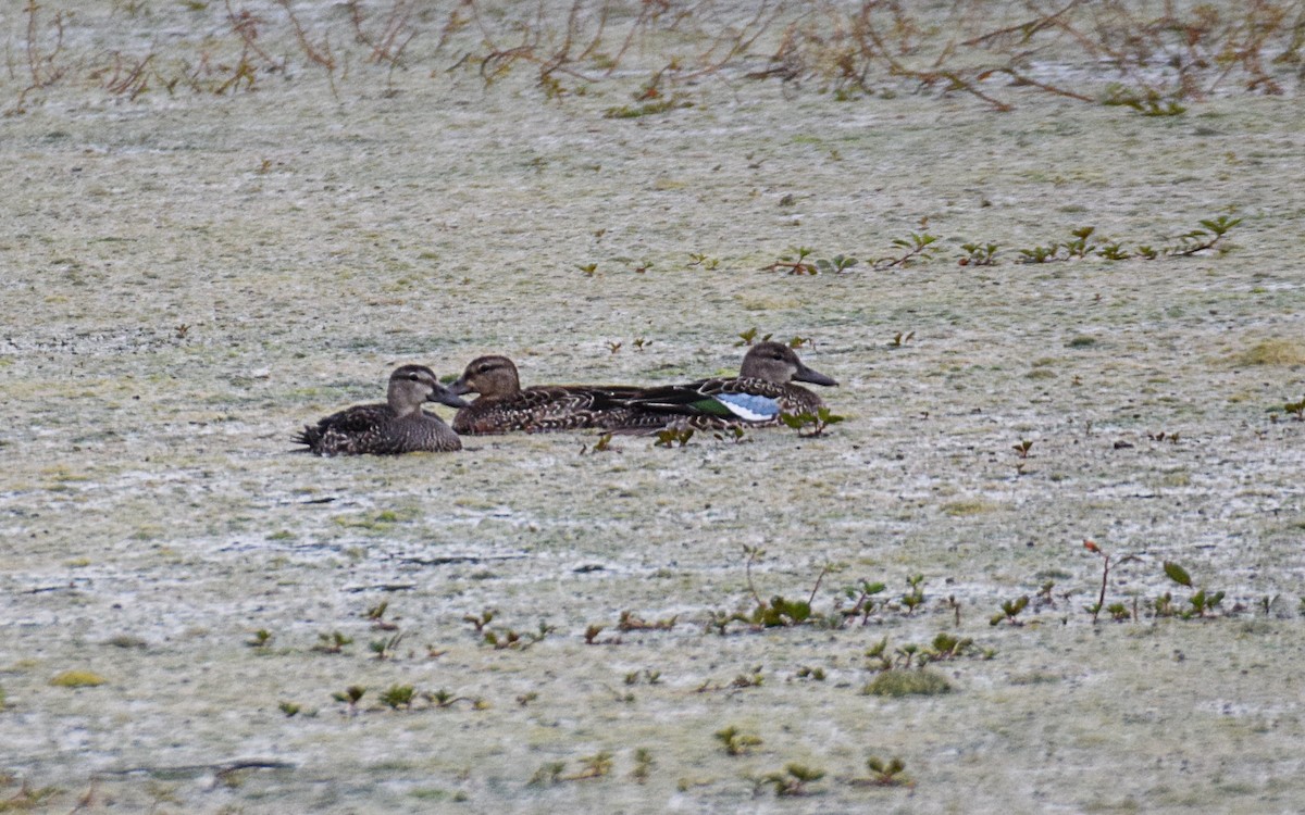 Blue-winged Teal - Hugh Barger