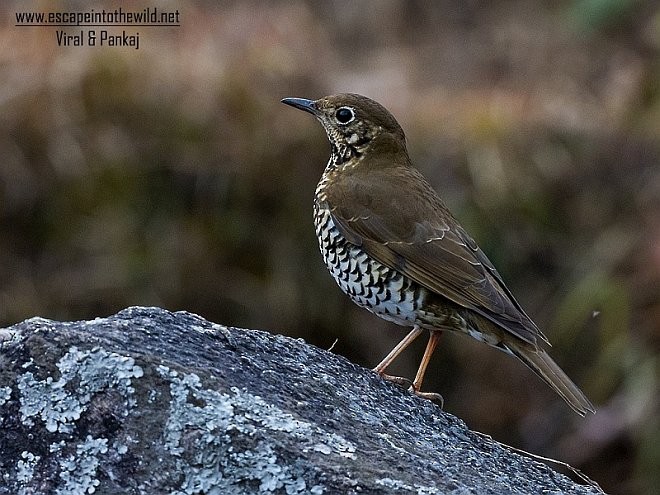 Alpine Thrush - Pankaj Maheria