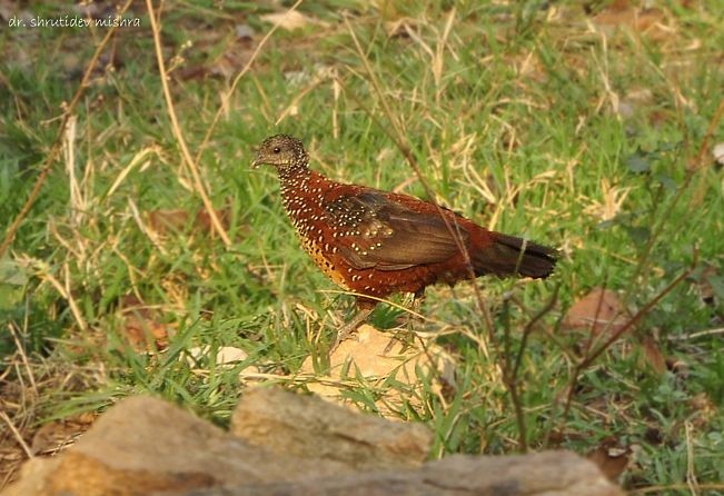 Painted Spurfowl - ML377757071