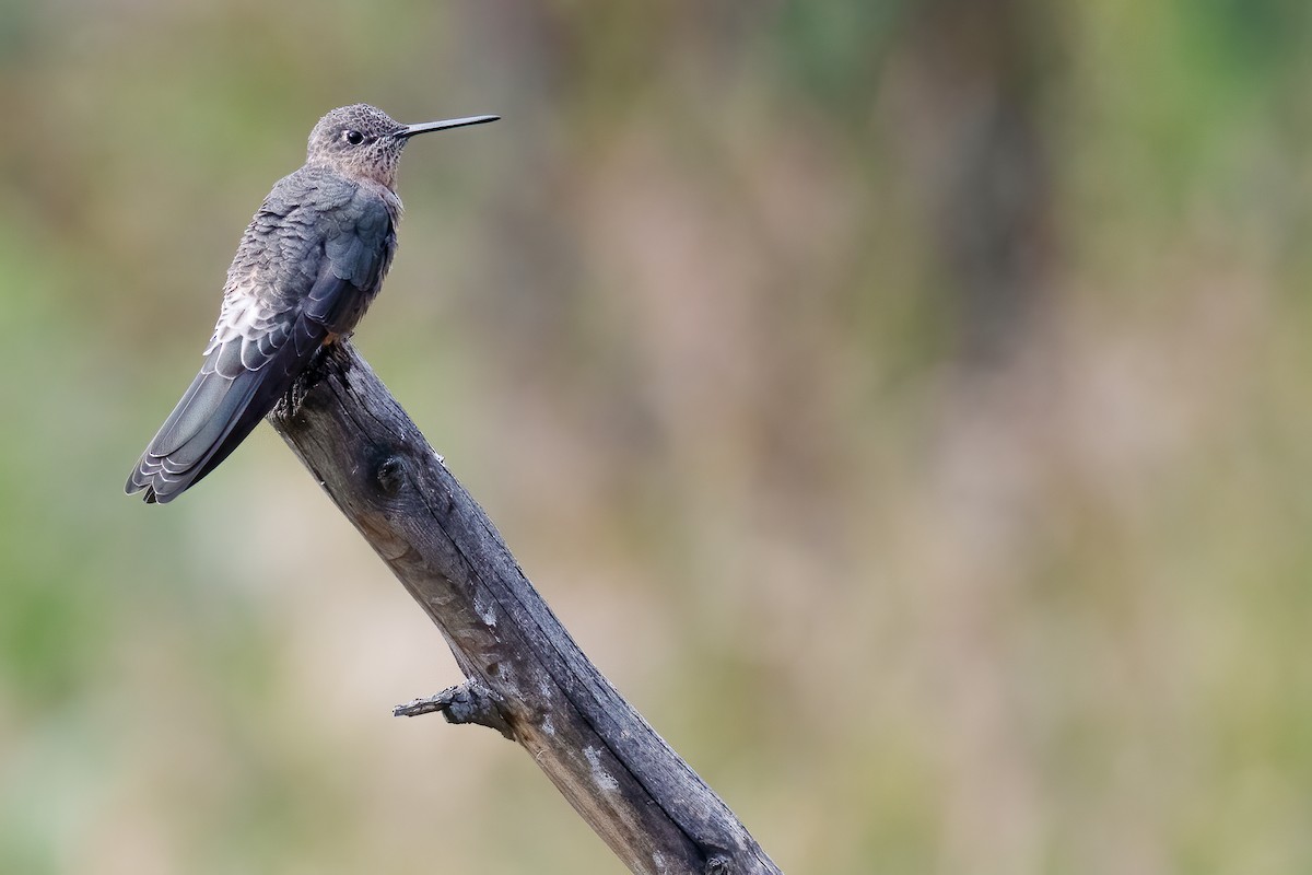 Giant Hummingbird - ML377757091