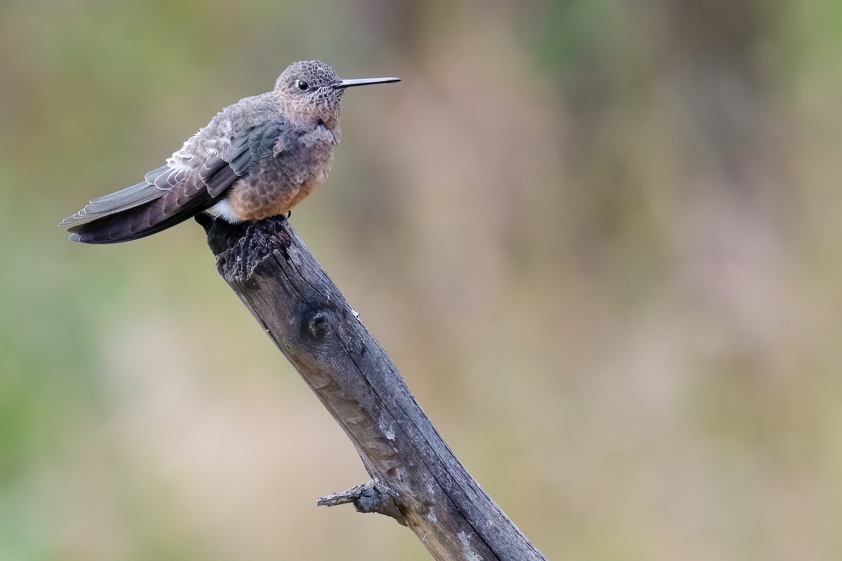 Giant Hummingbird - ML377757101