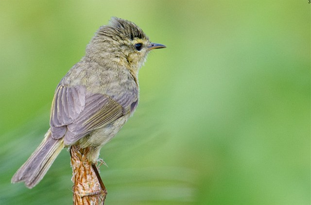 Buff-throated Warbler - ML377757541