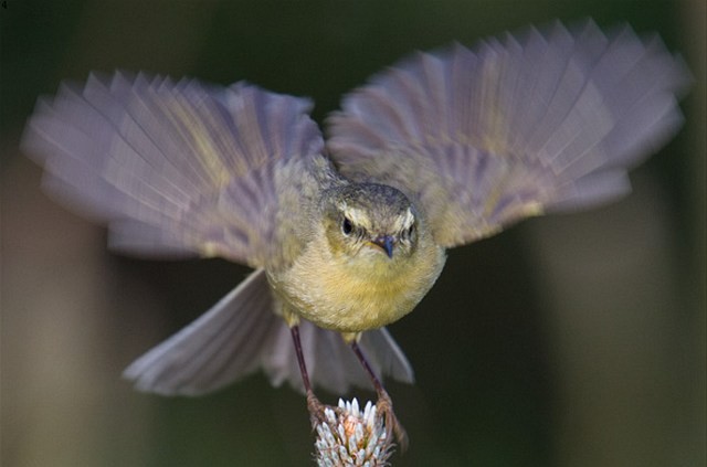 Buff-throated Warbler - ML377757551