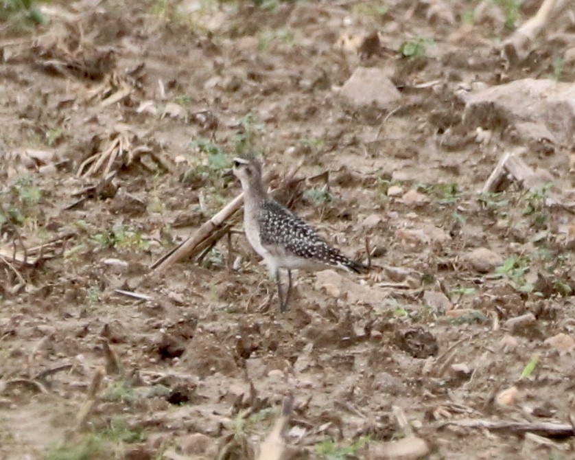 American Golden-Plover - ML377757591