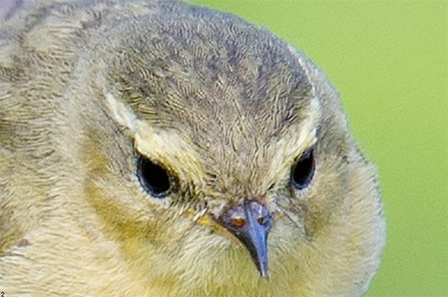 Buff-throated Warbler - ML377757611