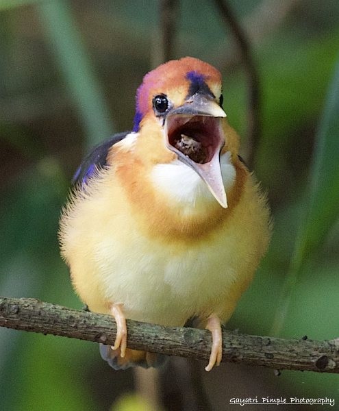 Black-backed Dwarf-Kingfisher - ML377757771