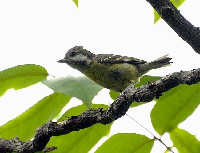 Yellow-bellied Tit - ML377759701