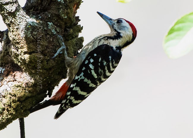 Fulvous-breasted Woodpecker - Nilay Desai