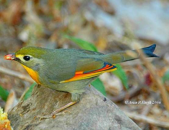Red-billed Leiothrix - ML377760221