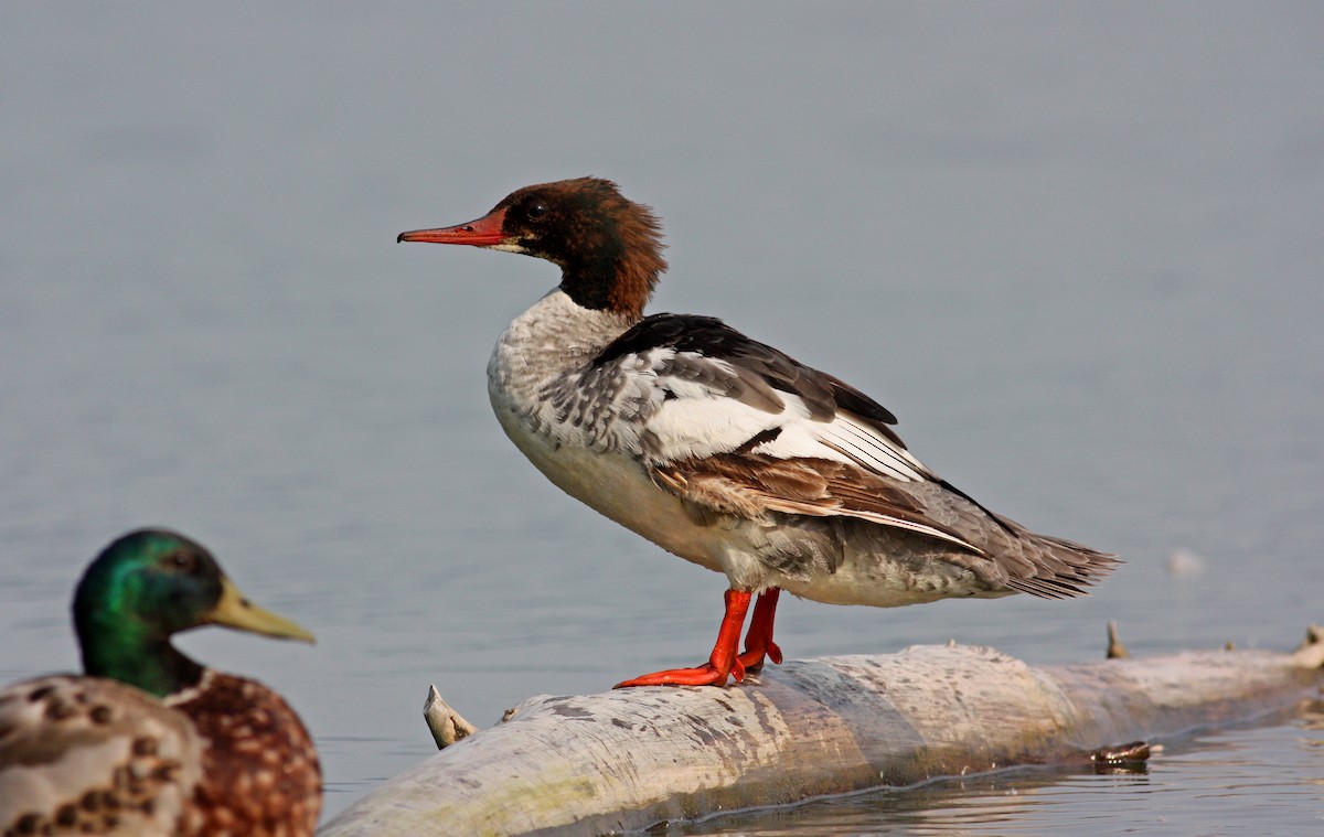 Common Merganser (North American) - Jay McGowan
