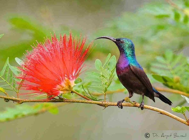 Loten's Sunbird - Arpit Bansal