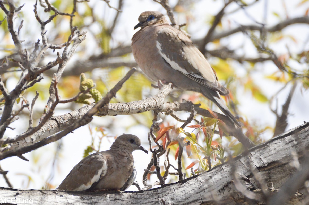 West Peruvian Dove - Maria Fernanda Gauna