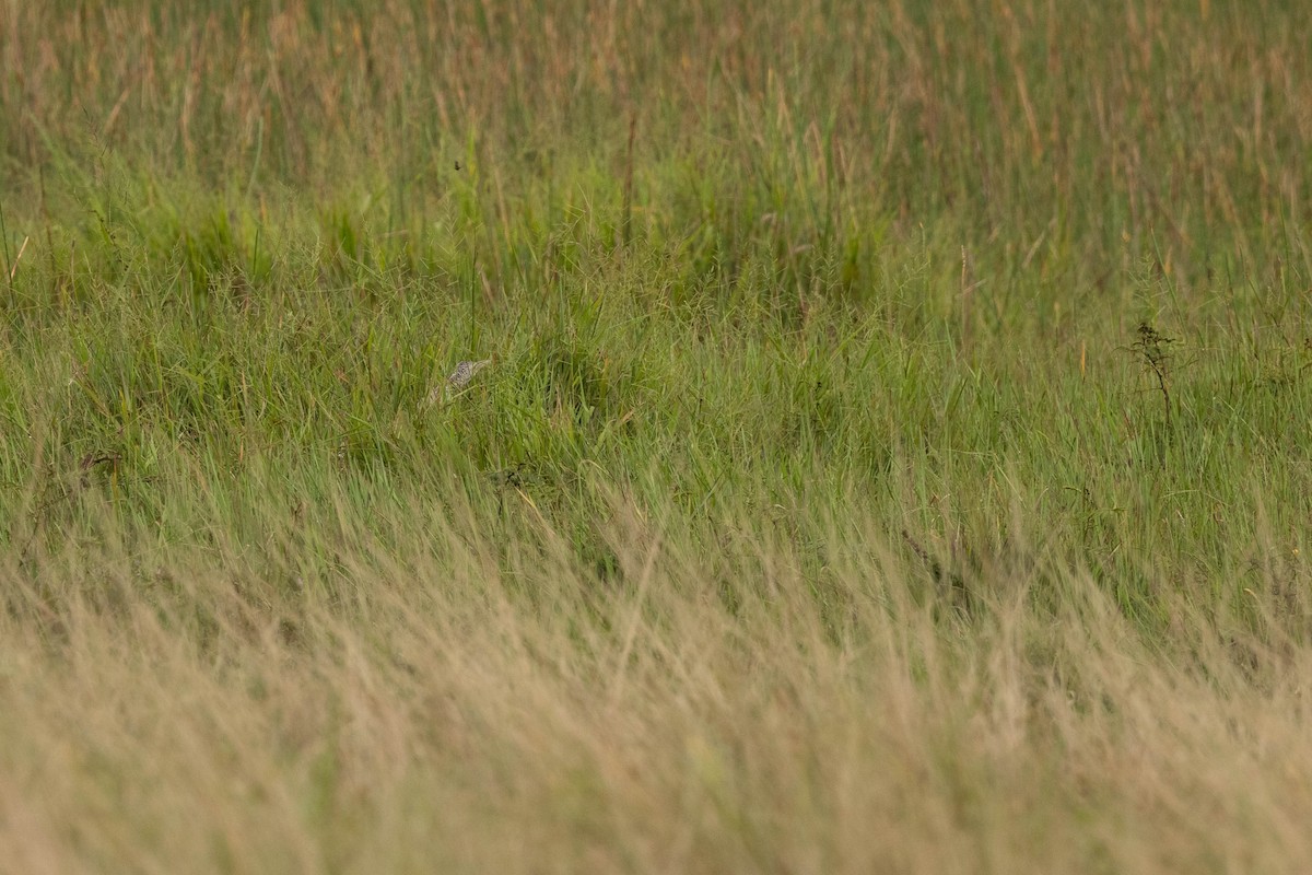 Pinnated Bittern - ML377761581