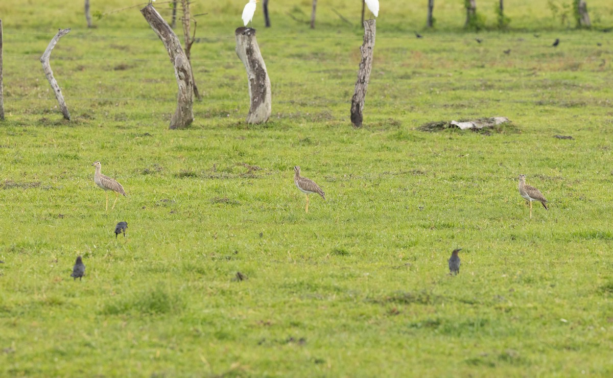 Double-striped Thick-knee - ML377761691