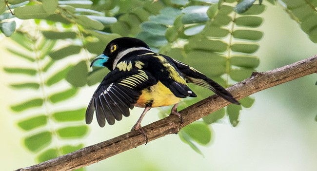Black-and-yellow Broadbill - Mohit Kumar Ghatak