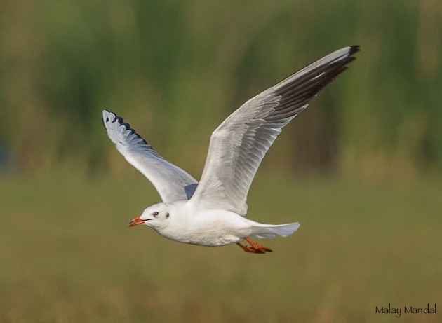 Black-headed Gull - ML377762441