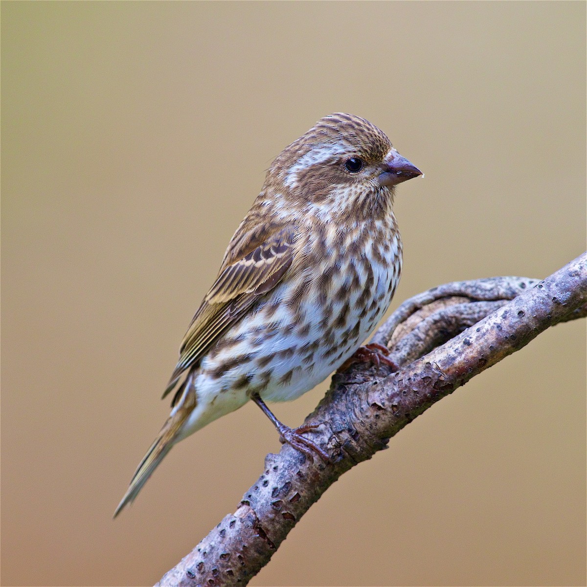 Purple Finch - ML37776291