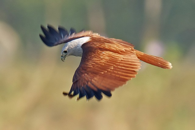 Brahminy Kite - ML377762921