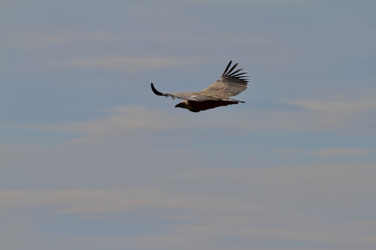 Eurasian Griffon - ML377763001