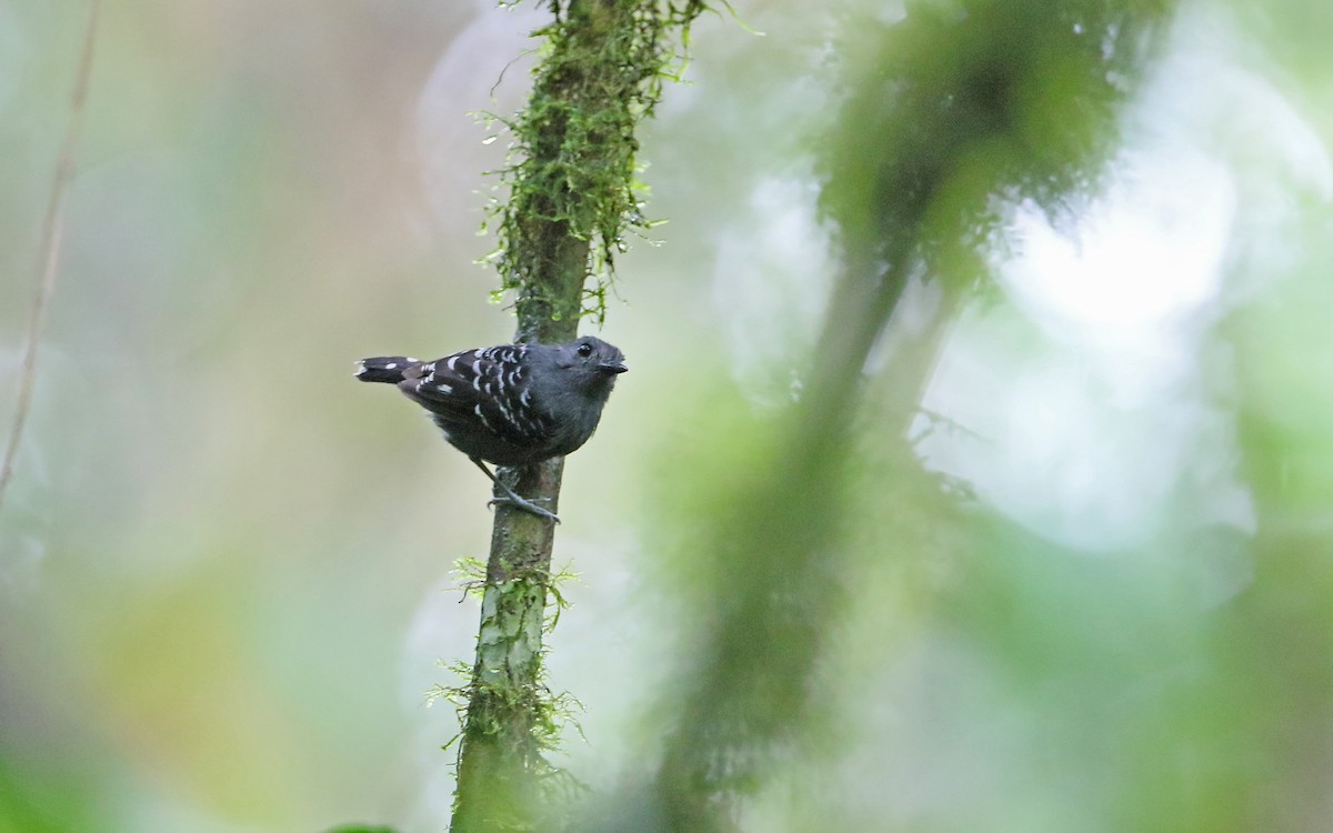 Common Scale-backed Antbird (Buff-breasted) - ML377763101
