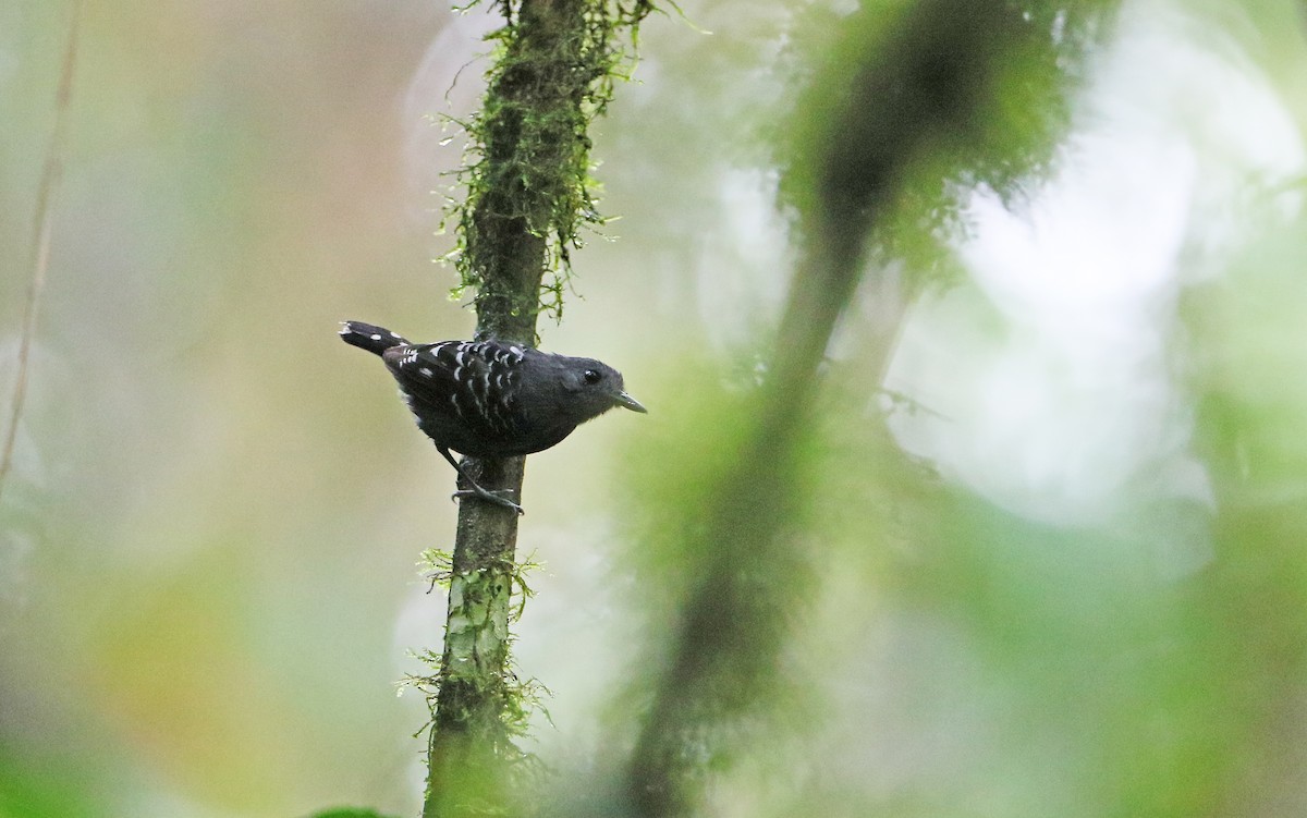 Common Scale-backed Antbird (Buff-breasted) - ML377763171