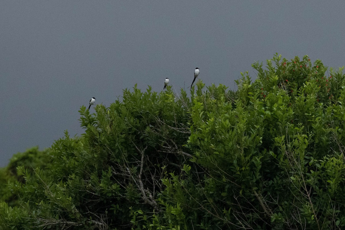 Fork-tailed Flycatcher - ML377764231