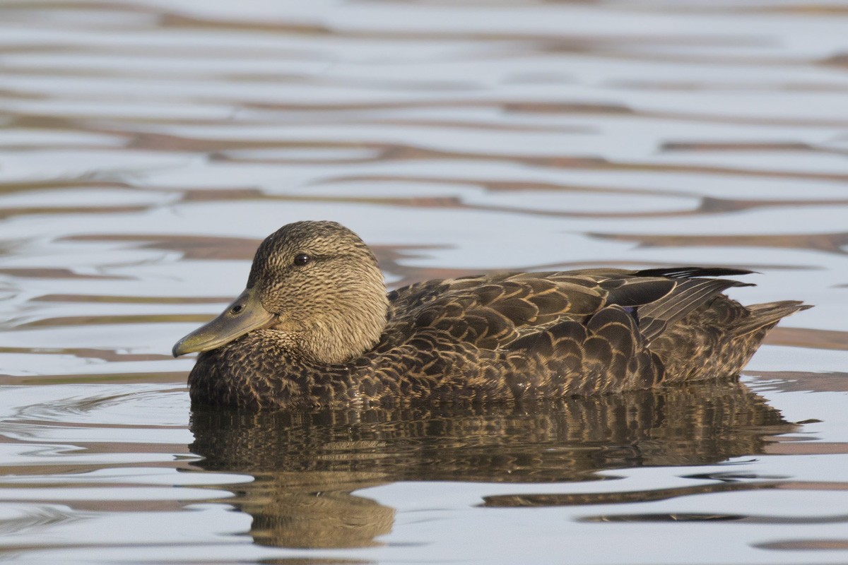 American Black Duck - pierre martin