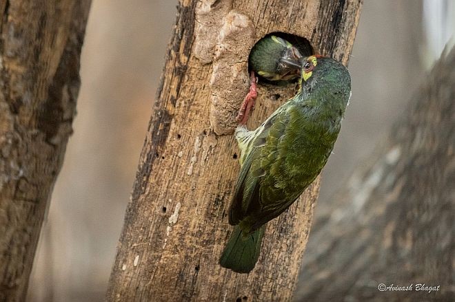 Coppersmith Barbet - ML377764341