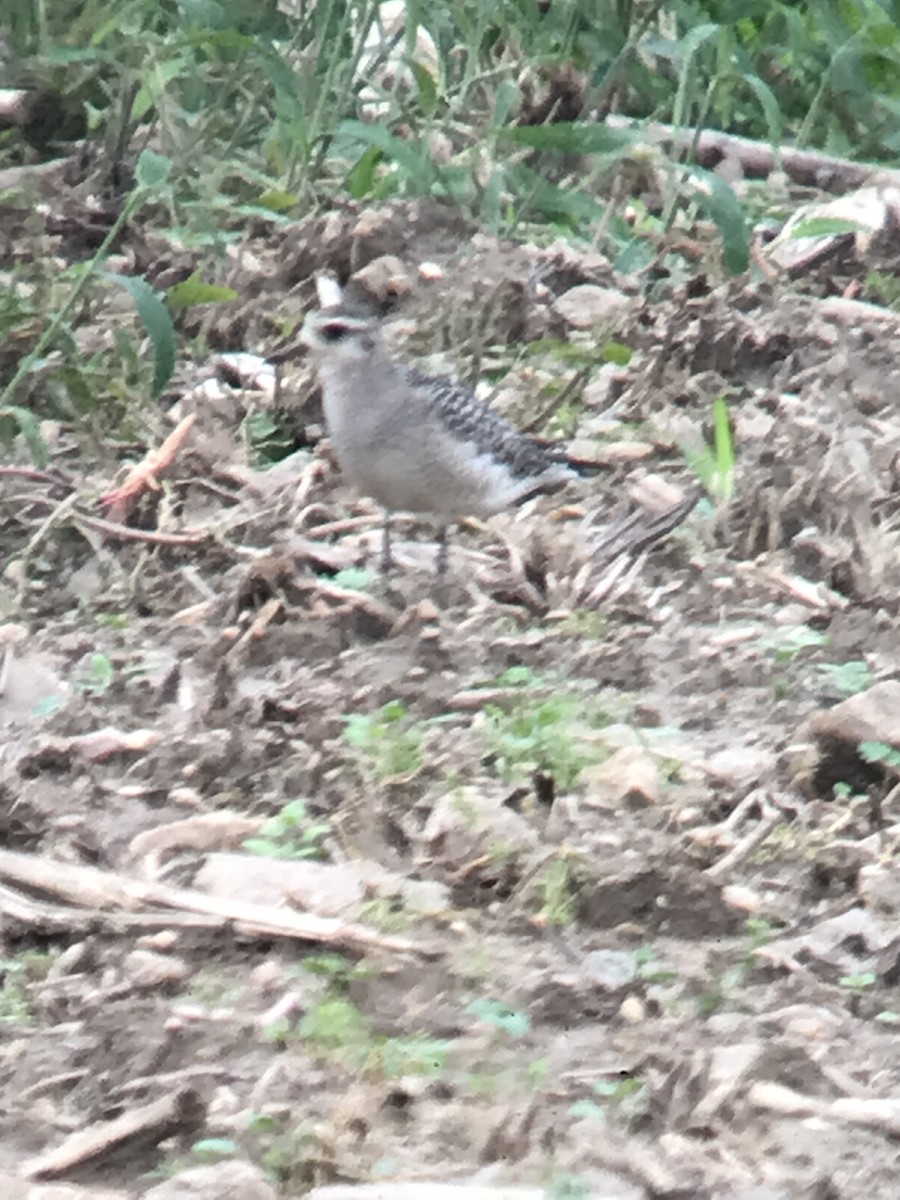 American Golden-Plover - ML377765031
