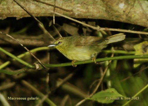 Синчівка жовточерева [група gularis] - ML377765161