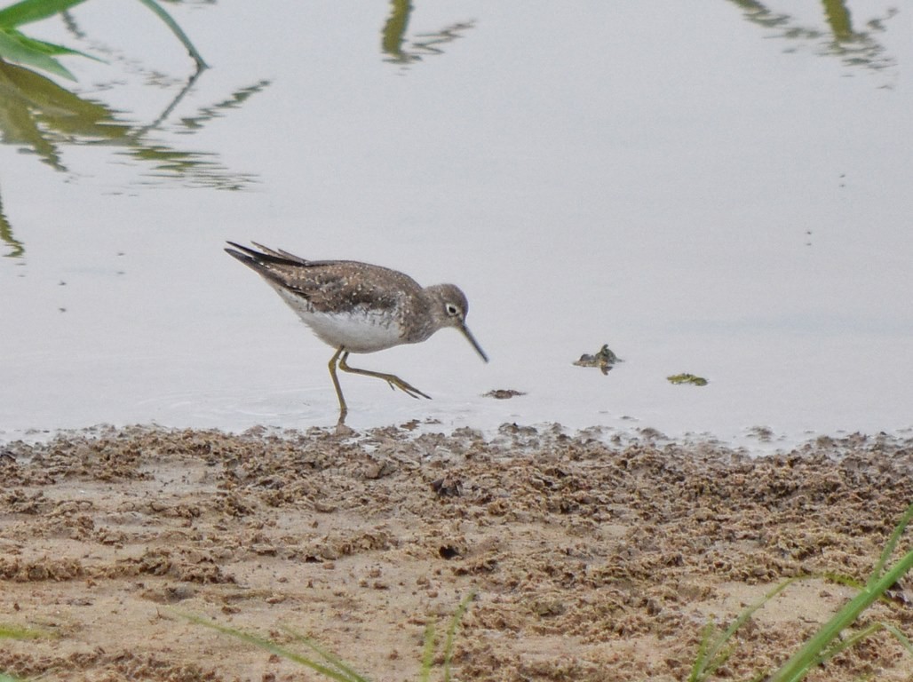 Solitary Sandpiper - ML377765691