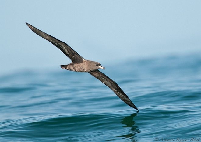 Flesh-footed Shearwater - ML377766981