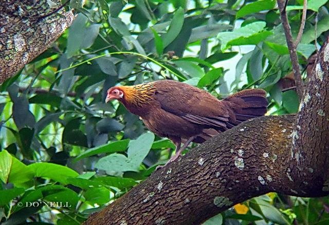 Red Junglefowl - ML377767121