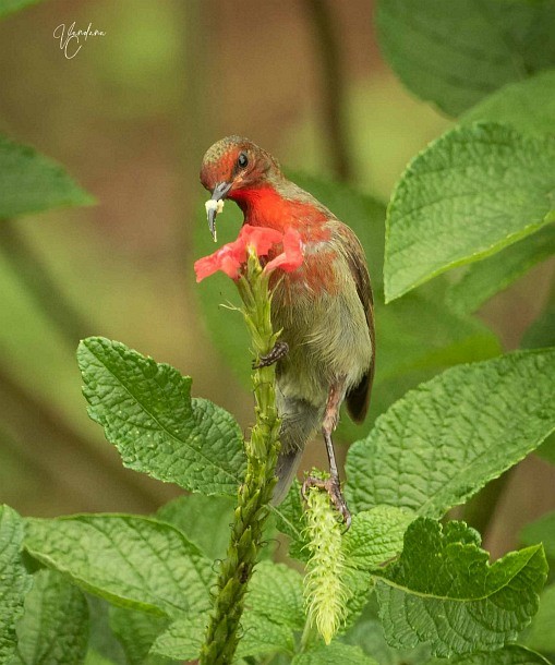 Vigors's Sunbird - ML377768251