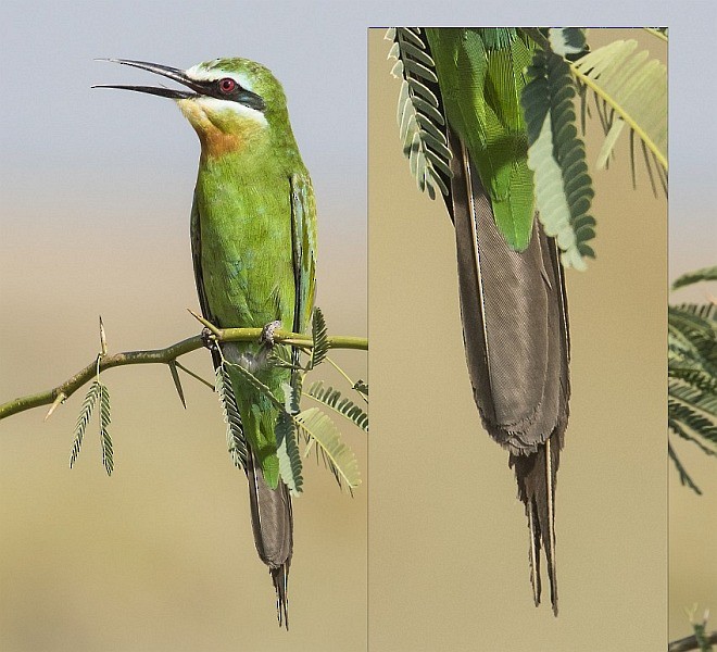 Blue-cheeked Bee-eater - ML377768701