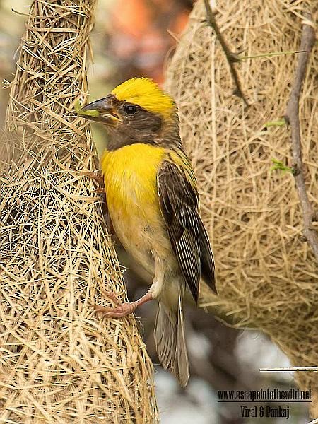 Baya Weaver - Pankaj Maheria