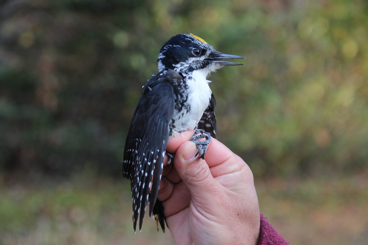 American Three-toed Woodpecker - François-Xavier Grandmont