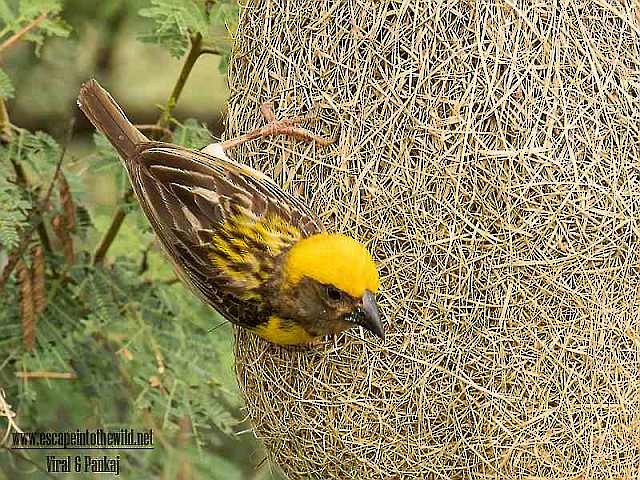 Baya Weaver - Pankaj Maheria