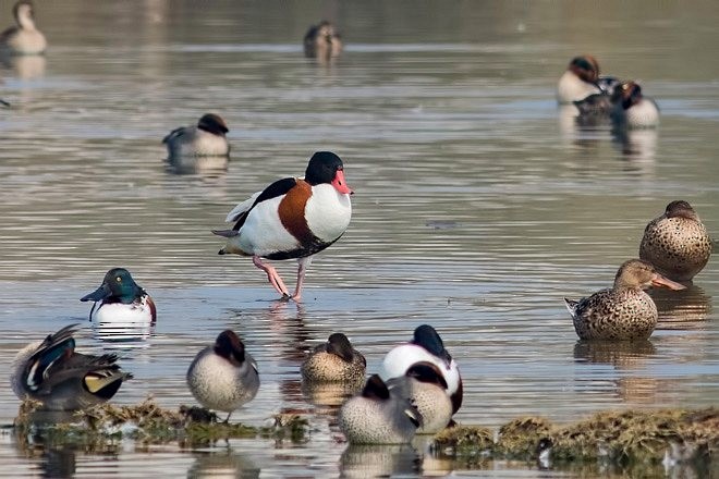 Common Shelduck - ML377769601