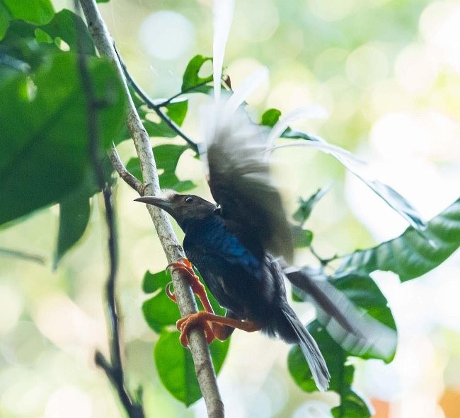 Standardwing Bird-of-Paradise - ML377769661