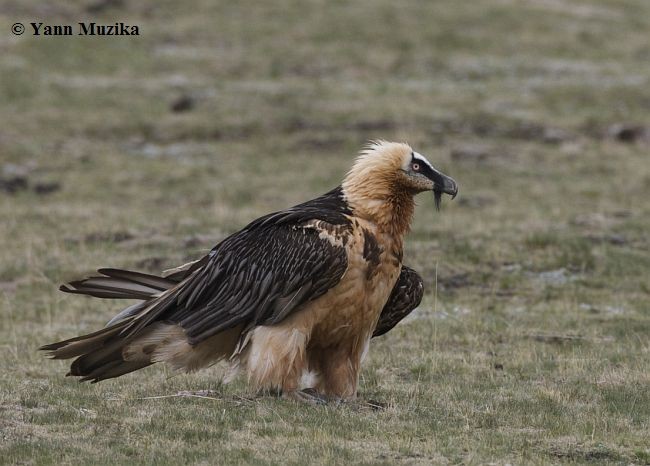 Bearded Vulture (Eurasian) - ML377770371