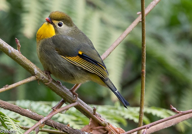 Red-billed Leiothrix - ML377771831