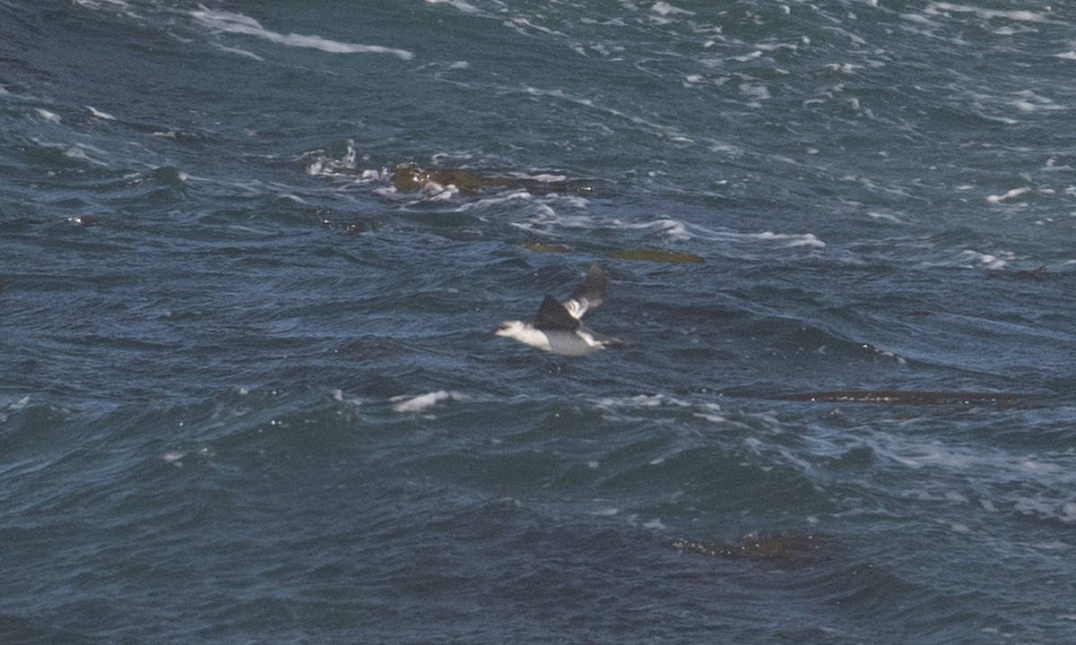 Pigeon Guillemot - ML377772771