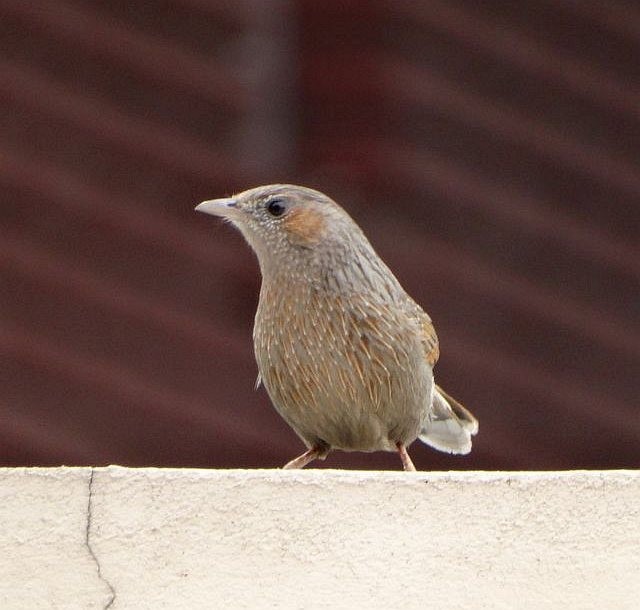 Streaked Laughingthrush - ML377772841