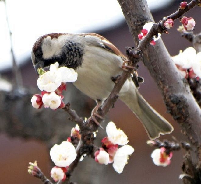 Moineau domestique - ML377772851