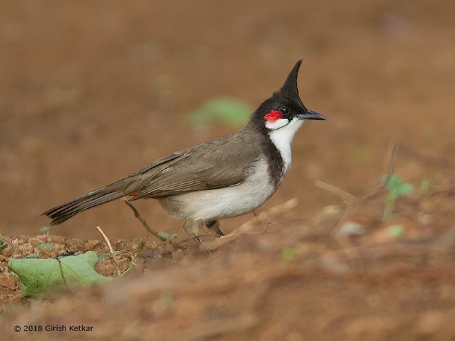 Bulbul orphée - ML377773181