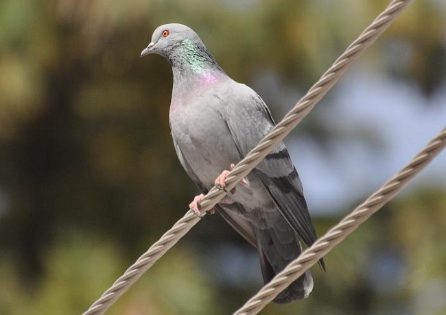 Rock Pigeon (Feral Pigeon) - ML377773391